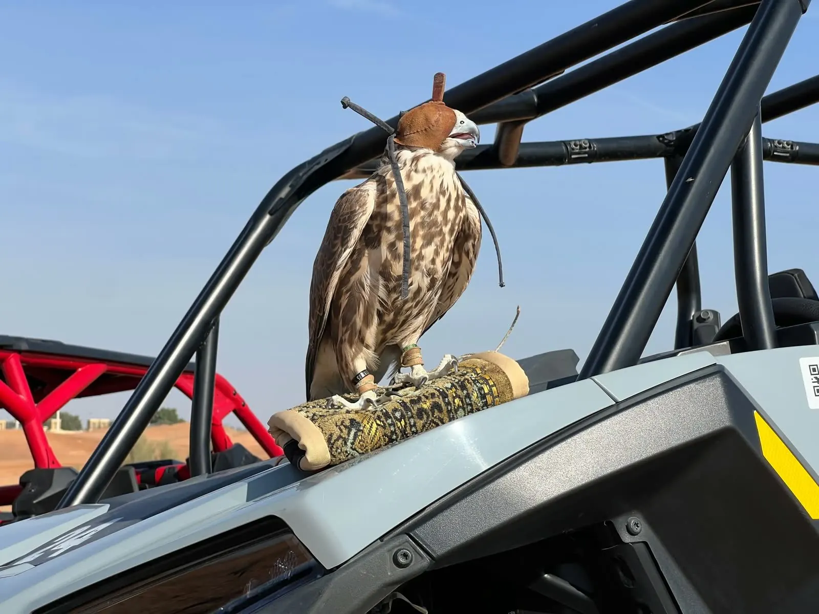 Abu Buggy, falcon perched on buggy roll cage